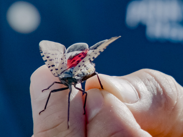 close-up of faculty member holding a spotted lanternfly