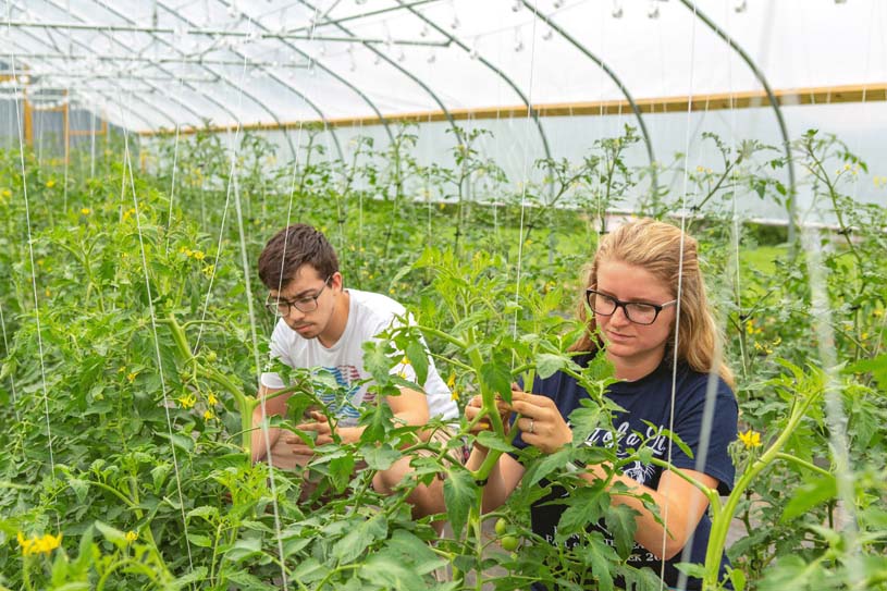 Beaver students examine tomato plants in the campus high tunnel.