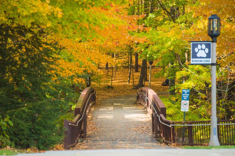 A pedestrian bridge leading to Behrend Fields with colorful fall leaves