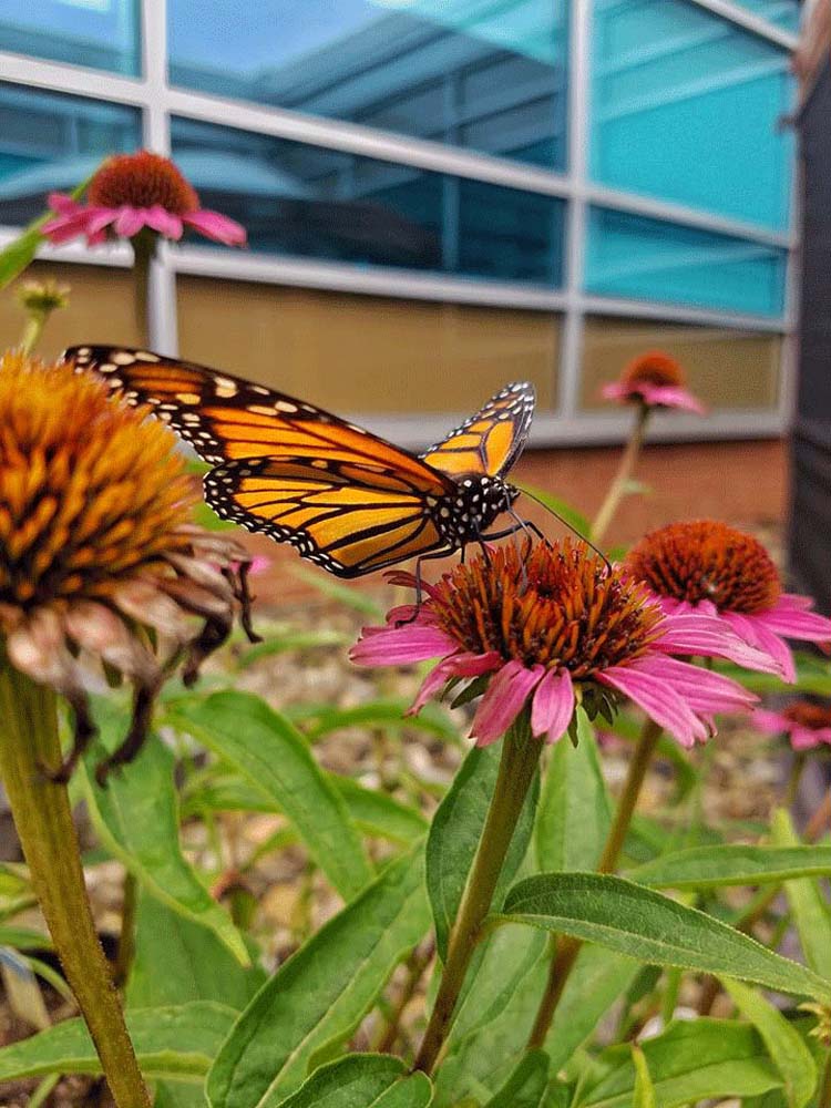 Monarch butterfly perched on a wildflower as part of the Monarch Research Lab at Penn State DuBois