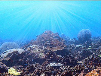An underwater image of coral with sunlight filtering down.