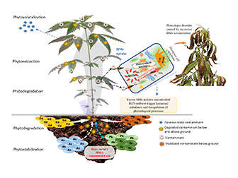 Research team proposes strategies for growers to avoid heavy metals in their cannabis crops