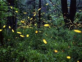 Fireflies lit up and flying in a dark field