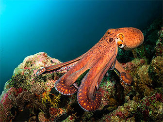 A Penn State-led collaboration developed an artificial skin made completely of rubber that mimics both the elasticity and cognitive characteristics found in octopuses and other cephalopods.
