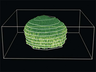 A 3D digital rendering of a biofilm